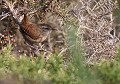Troglodyte mignon (Troglodytes troglodytes) Troglodyte mignon, mimétisme, rester caché 