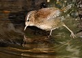 Troglodyte mignon (Troglodytes troglodytes) Troglodyte mignon 