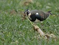 Vanneau huppé (Vanellus vanellus) et Lombric (Bretagne, France) Vanneau huppé et Lombric 