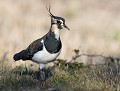 Vanneau huppé (Vanellus vanellus) Vanneau huppé 