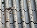 Ce Vanneau huppé épuisé a trouvé refuge au cœur d'une zone industrielle... (Vanellus vanellus) Vanneau huppé (Vanellus vanellus) et Lombric 
