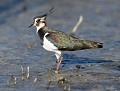 Vanneau huppé (Vanellus vanellus) Vanneau huppé 