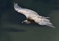 Vautour fauve (Gyps fulvus) Vautour fauve 