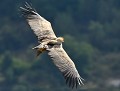 Vautour fauve (Gyps fulvus) Vautour fauve 