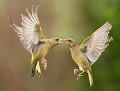 Quand il s'agit de défendre sa nourriture, ça ne rigole pas chez les Verdiers d'Europe (Chloris chloris) combat de verdiers 