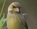 Verdier d'Europe (Chloris chloris) Verdier d'Europe 
