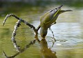 Verdier d'Europe (Chloris chloris) Verdier d'Europe 