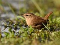 Troglodyte mignon (Troglodytes troglodytes) Troglodyte mignon dans l'eau 