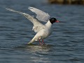 Mouette mélanocéphale (Ichthyaetus melanocephalus) Mouette mélanocéphale 