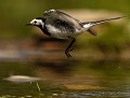 Bergeronnette grise (Motacilla alba) Bergeronnette grise en vol 