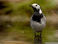 Bergeronnette grise (Motacilla alba) Bergeronnette grise au bain 