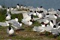 Mouettes mélanocéphales (Ichthyaetus melanocephalus) Mouettes mélanocéphales 