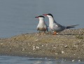 Couple de Sternes pierregarins (Sterna hirundo) Couple de Sternes pierregarins 