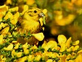 Bruant jaune (Emberiza citrinella) Bruant jaune 