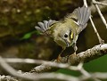 Roitelet huppé (Regulus regulus) Roitelet huppé 