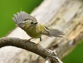 Roitelet huppé (Regulus regulus) Roitelet huppé 