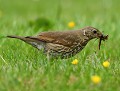 Grive musicienne (Turdus philomelos, Bretagne, France) Grive musicienne 