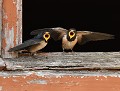 Hirondelles rustiques juvéniles (Hirundo rustica) Hirondelle rustique 
