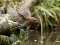 Rouge-gorge familier (Erithacus rubecula) Rouge-gorge familier en vol 