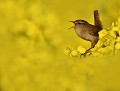 Vocalises...: Troglodyte mignon (Troglodytes troglodytes) chant du Troglodyte mignon 