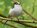 Mésange à longue queue  (Aegithalos caudatus) Mésange à longue queue 