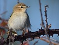 Pouillot véloce (Phylloscopus collybita) Pouillot véloce 