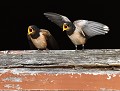 Hirondelles rustiques juvéniles (Hirundo rustica) Hirondelle rustique juvénile 