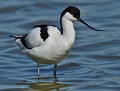 Avocette élégante  (Recurvirostra avosetta) Avocette élégante 