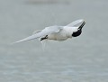 Torticolis... : Sterne caugek  (Thalasseus sandvicensis) Torticolis, Sterne caugek 
