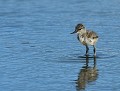 Oisillon d'Avocette élégante (Recurvirostra avosetta) Oisillon d'Avocette élégante 