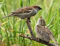 Mon père...ce héros ! (Mâle Moineau domestique et son petit : Passer domesticus, Côtes d'Armor, France). Mon père ce héros, Moineau domestique et son petit 