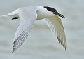 Sterne Caugek  (Thalasseus sandvicensis) Sterne Caugek en vol 