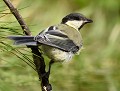 Mésange charbonnière juvénile (Parus major, Côtes d'Armor, France). Mésange charbonnière juvénile 