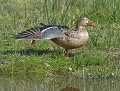 Canard souchet femelle (Spatula clypeata) Canard souchet femelle 