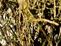 Gros-bec casse-noyaux femelle (Coccothraustes coccothraustes) Gros-bec casse-noyaux femelle 