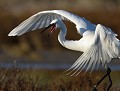 L'Aigrette garzette (Egretta garzetta) est très belliqueuse lorsqu'il s'agit de défendre son secteur de pêche. Aigrette garzette en colère 