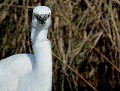 Aigrette garzette (Egretta garzetta) portrait Aigrette garzette (Egretta garzetta) 