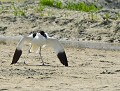 Tentative d'intimidation d'une Avocette élégante (Recurvirostra avosetta) envers quiconque s'approche de son nid ou de sa progéniture. Pour décourager un intrus, elle pousse des cris, relève la queue et déploie ses ailes en avançant à petits pas. parade intimidation avocette élégante 