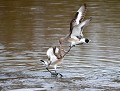 Juste avant le grand départ migratoire, il est fréquent que les Barges se disputent un dernier point de nourrissage (Limosa limosa) combat de Barges à queue noire 