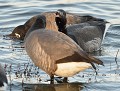 Comme pour de nombreuses espèces avant le départ migratoire, les querelles sont assez fréquentes chez les Bernaches cravants (Branta bernicla). Il ne faudrait pas que la voisine essaye de chaparder un peu de mousses, de lichens ou d'algues se raréfiant en cette période. Altercation entre Bernaches cravants 