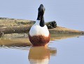 Canard souchet mâle (Spatula clypeata) Canard souchet mâle 