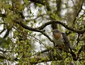 Le Rouge-gorge familier (Erithacus rubecula, en haut à gauche sur la photo) n'hésite pas à harceler un Coucou gris (Cuculus canorus), surtout lorsqu'il s'agit d'une femelle. Rouge-gorge et Coucou 