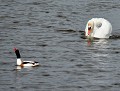 La provoc...Ce mâle Tadorne de Belon  (Tadorna tadorna) s'est amusé, pendant un long moment, à provoquer ce Cygne tuberculé mâle. Heureusement pour lui, le Cygne n'a pas réussi à l'attraper. provoc tadorne de belon, provoc cygne tuberculé 