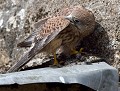 Dans la famille Ziboul, je voudrais le fils... : Avant son premier envol, ce Faucon crécerelle juvénile s'en prend à ses propre ailes en poussant des cris (Falco tinnunculus) Faucon crécerelle juvénile 