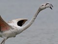 Flamant rose juvénile courant après un adulte en poussant des cris (Phoenicopterus roseus ruber) Flamant rose juvénile 