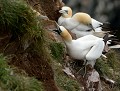 Le Fou de Bassan (Morus bassanus) a l'instinct grégaire cependant, en période de reproduction à peine installé sur son nid, l'oiseau ne tolère pas la promiscuité et fait le vide autour de lui, cou tendu, dans un vacarme assourdissant. Les oiseaux se donnent régulièrement de violents coups de bec durant quasiment  toute la période de nidification. Nid de fous de bassan, fou de bassan, colonie de fous de bassan 