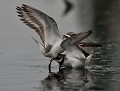 Petite joute entre deux grands gravelots (Charadrius hiaticula) en période internuptiale. combat grand gravelot 