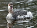 Grèbe à cou noir (Podiceps nigricollis) Grèbe à cou noir 