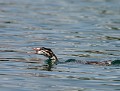 Pour avoir à manger, les petits Grèbes huppés (Podiceps cristatus) harcèlent quasi constamment leurs géniteurs. grèbe huppé juvénile 