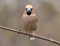 "Patibulaire" mais presque...(Gros-bec casse-noyaux mâle, Coccothraustes coccothraustes) Patibulaire mais presque, Gros-bec casse-noyaux mâle 